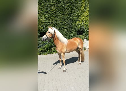 Haflinger, Stute, 5 Jahre, 154 cm, Fuchs