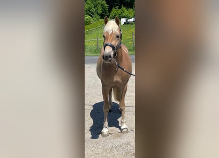 Haflinger, Stute, 6 Jahre, 148 cm