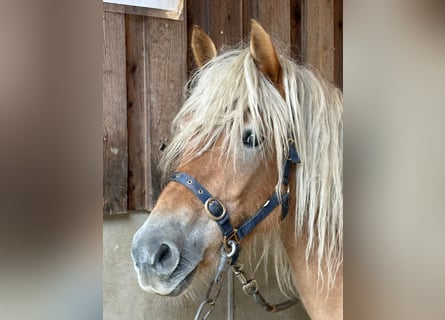Haflinger, Stute, 6 Jahre, 150 cm, Fuchs