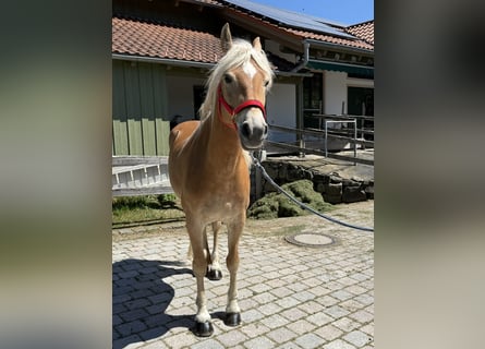 Haflinger, Stute, 6 Jahre, 150 cm, Hellbrauner