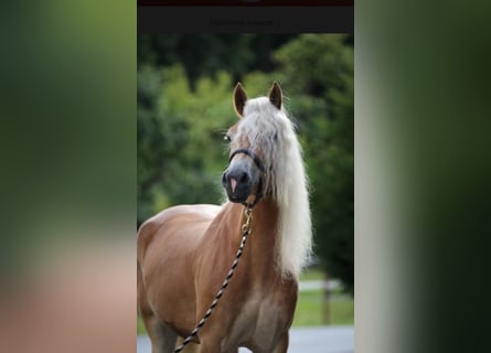 Haflinger, Stute, 6 Jahre, 153 cm, Fuchs