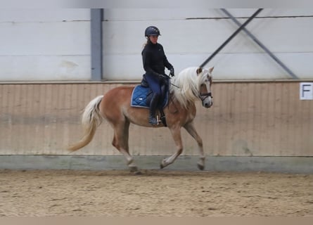 Haflinger, Stute, 6 Jahre, 153 cm, Palomino