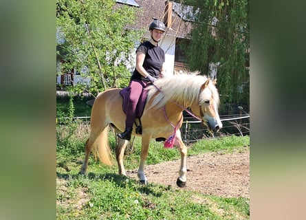 Haflinger, Stute, 7 Jahre, 145 cm, Fuchs