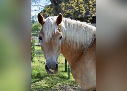 Haflinger, Stute, 7 Jahre, 149 cm, Fuchs