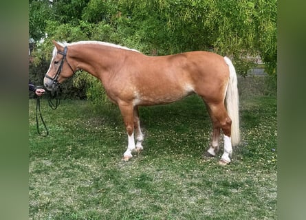 Haflinger Mix, Stute, 7 Jahre, 162 cm, Fuchs