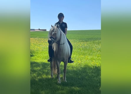 Haflinger, Stute, 8 Jahre, 150 cm, Fuchs