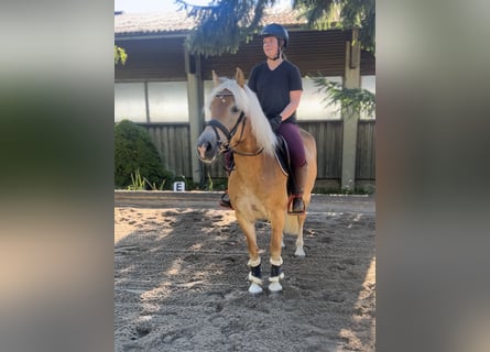 Haflinger, Stute, 8 Jahre, 152 cm, Fuchs