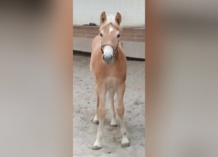 Haflinger, Stute, Fohlen (05/2024), 127 cm, Fuchs