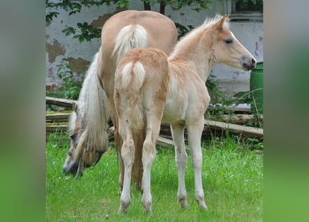 Haflinger, Stute, Fohlen (04/2024), 148 cm