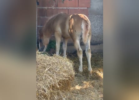 Haflinger Mix, Stute, , 148 cm, Fuchs