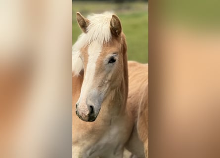 Haflinger, Stute, Fohlen (04/2024), 154 cm, Fuchs