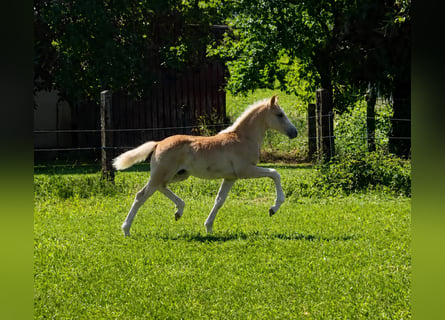 Haflinger, Stute, Fohlen (03/2026)