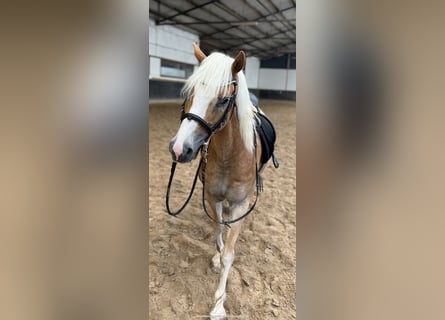 Haflinger, Valack, 10 år, 148 cm, Cremello