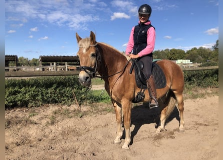 Haflinger, Wallach, 12 Jahre, 148 cm, Fuchs