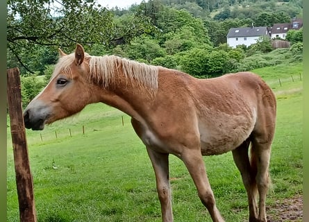 Haflinger, Valack, 1 år, 155 cm, fux