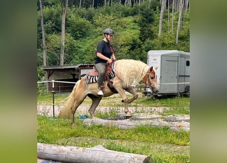 Haflinger, Valack, 3 år, 148 cm, fux