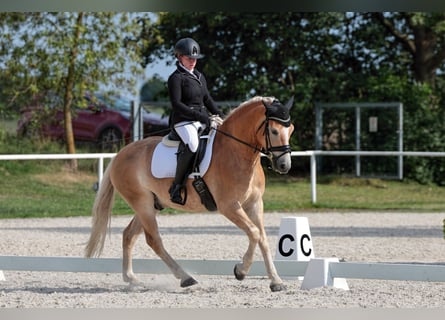 Haflinger, Valack, 6 år, 150 cm, Palomino