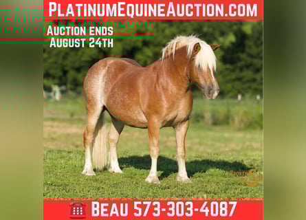 Haflinger, Wallach, 10 Jahre, 137 cm, Rotfuchs