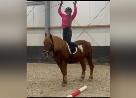 Haflinger Mix, Wallach, 11 Jahre, 153 cm, Fuchs