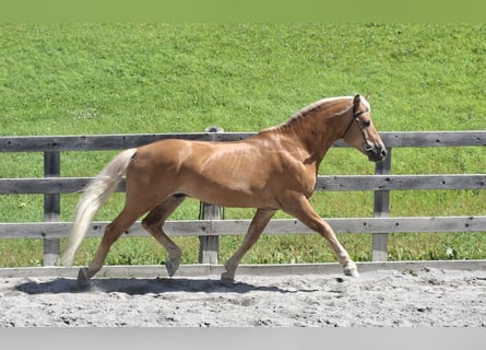 Haflinger, Wallach, 11 Jahre, 155 cm, Fuchs
