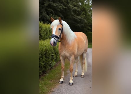 Haflinger, Wallach, 12 Jahre, 148 cm, Palomino