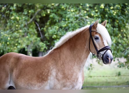 Haflinger, Wallach, 12 Jahre, 150 cm, Palomino