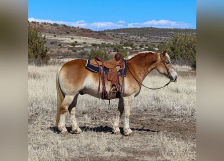 Haflinger, Wallach, 12 Jahre, 150 cm, Palomino