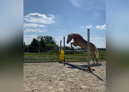 Haflinger, Wallach, 12 Jahre, 152 cm