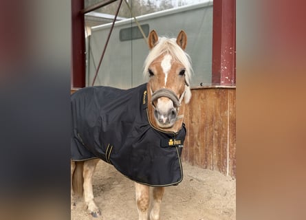 Haflinger, Wallach, 13 Jahre, 138 cm