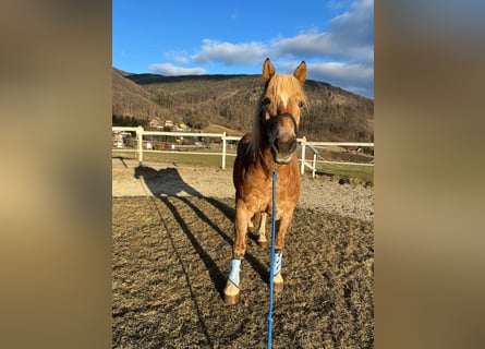 Haflinger, Wallach, 13 Jahre, 145 cm, Hellbrauner