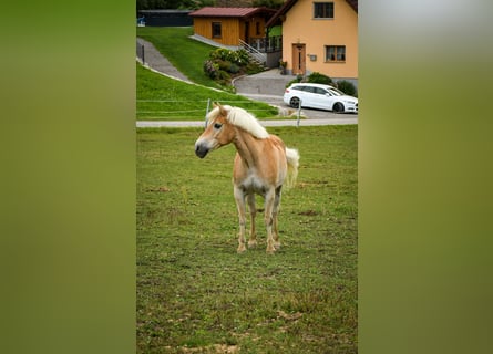 Haflinger, Wallach, 13 Jahre, 150 cm, Fuchs