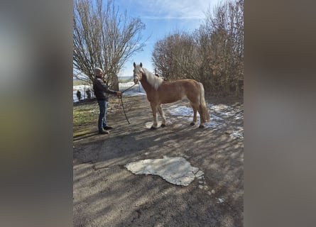 Haflinger, Wallach, 14 Jahre, 150 cm, Fuchs