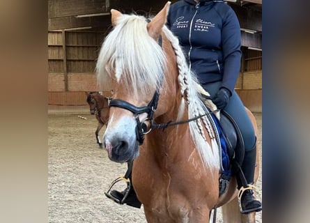 Haflinger, Wallach, 14 Jahre, 150 cm, Palomino