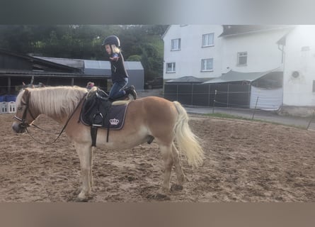Haflinger, Wallach, 14 Jahre, 152 cm, Fuchs