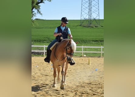 Haflinger, Wallach, 14 Jahre, 154 cm, Fuchs