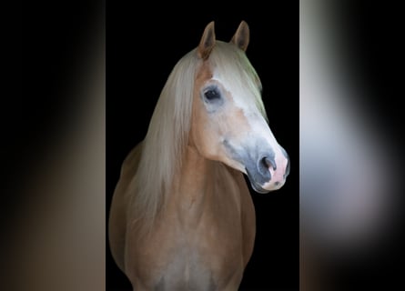 Haflinger, Wallach, 14 Jahre