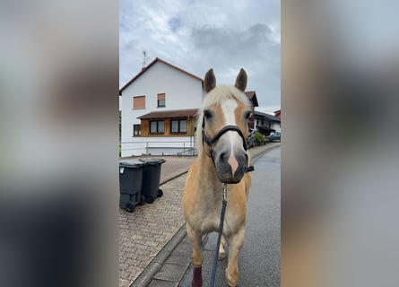 Haflinger, Wallach, 15 Jahre, 145 cm, Falbe