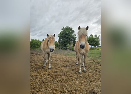 Haflinger, Wallach, 15 Jahre, 147 cm