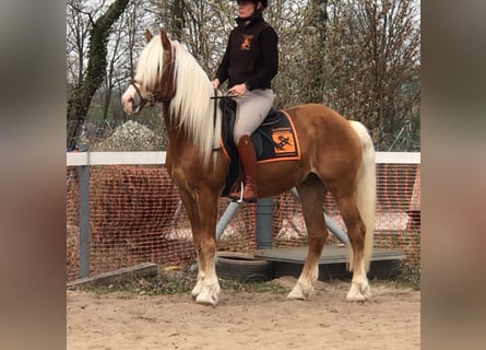 Haflinger, Wallach, 15 Jahre, 150 cm