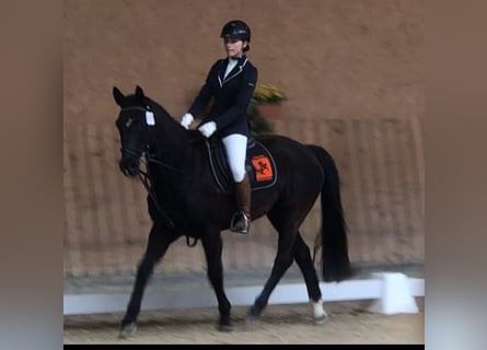 Haflinger, Wallach, 16 Jahre, 150 cm