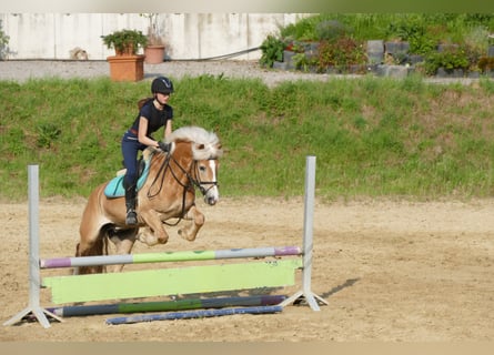 Haflinger Mix, Wallach, 18 Jahre, 148 cm, Fuchs