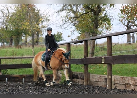 Haflinger, Wallach, 18 Jahre, Hellbrauner