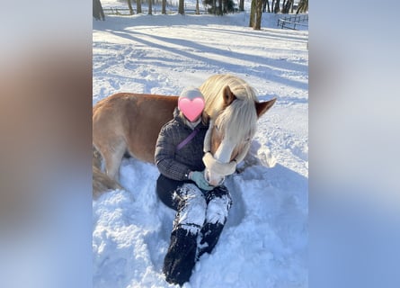 Haflinger, Wallach, 19 Jahre, 147 cm, Fuchs