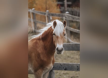 Haflinger, Wallach, 1 Jahr, 151 cm, Fuchs