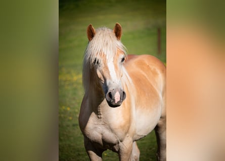 Haflinger, Wallach, 2 Jahre, 149 cm, Fuchs