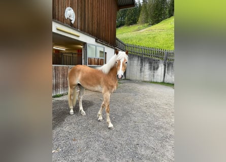 Haflinger, Wallach, 2 Jahre, 153 cm, Fuchs