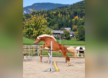 Haflinger, Wallach, 2 Jahre, 153 cm, Fuchs