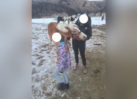 Haflinger, Wallach, 2 Jahre