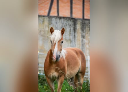 Haflinger, Wallach, 2 Jahre, Fuchs