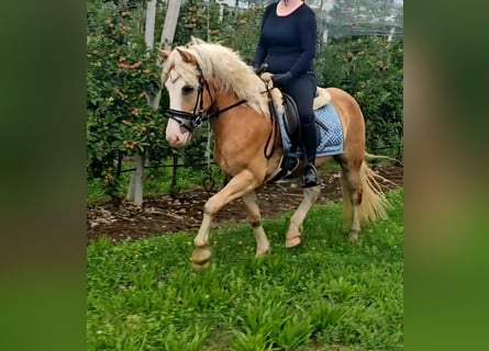 Haflinger, Wallach, 3 Jahre, 145 cm